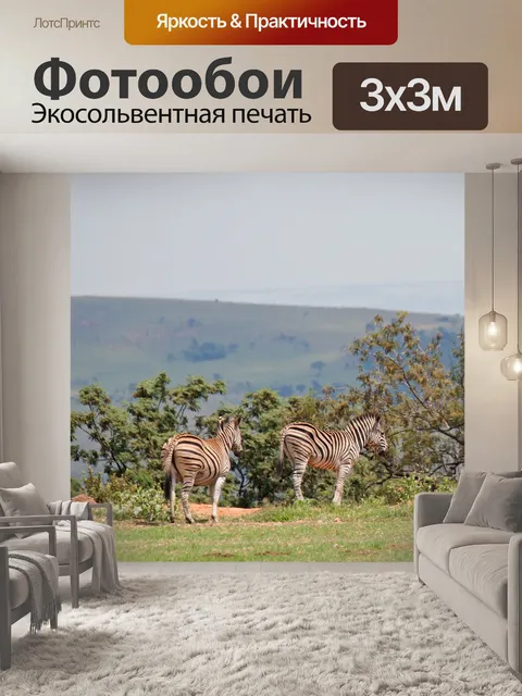 Фотообои зебра стоит на краю поля