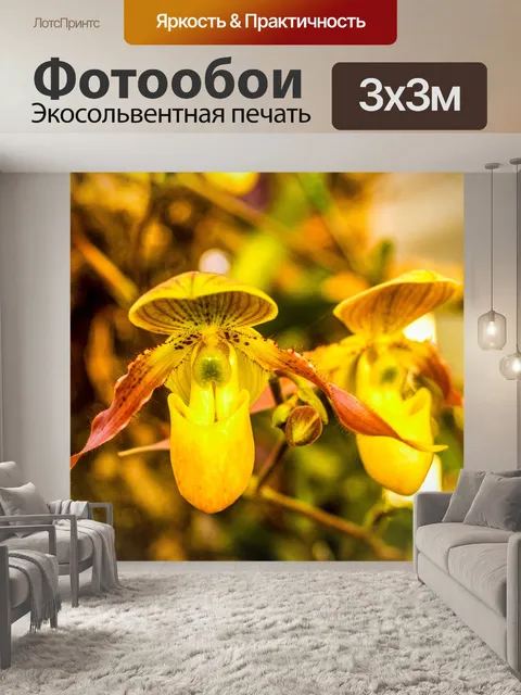 Фотообои Цветок орхидеи