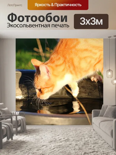 Фотообои Кот