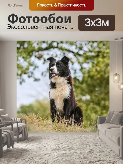 Фотообои Собака