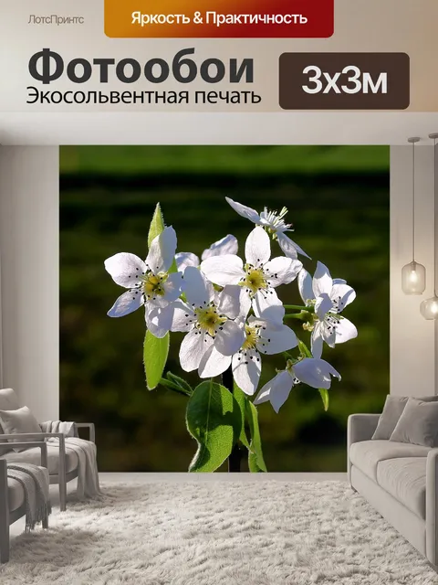 Фотообои Цветы