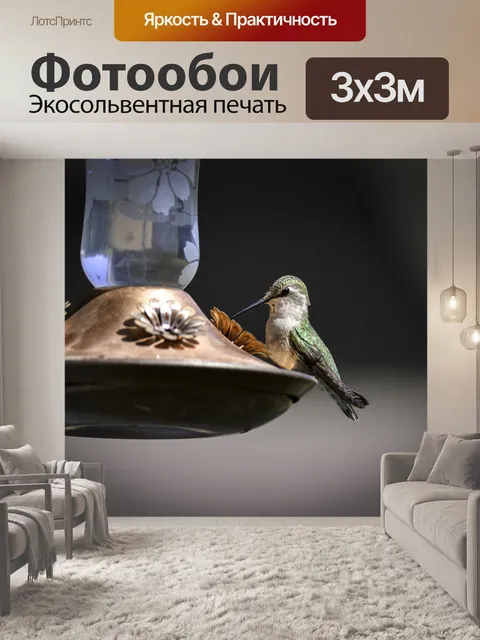 Фотообои Колибри