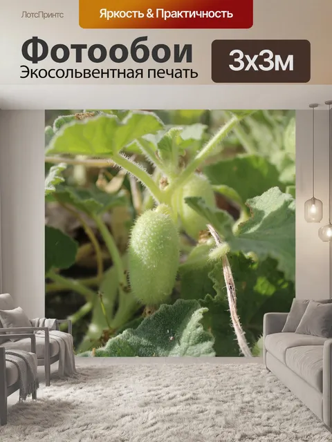 Фотообои Природа