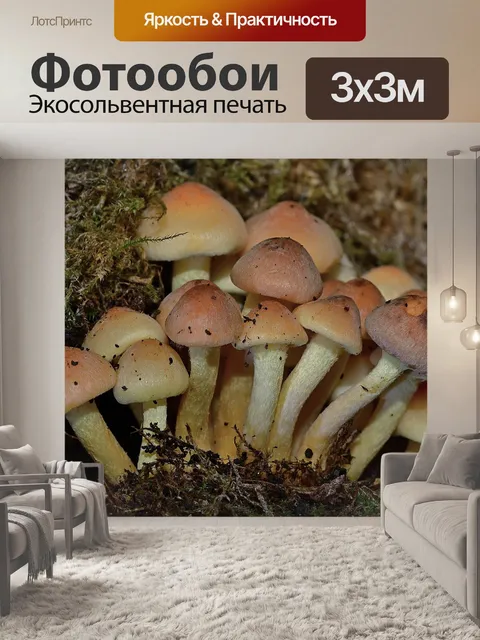 Фотообои Лес