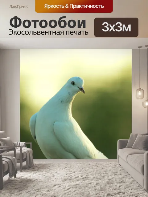 Фотообои Голубь