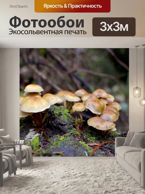 Фотообои Гриб