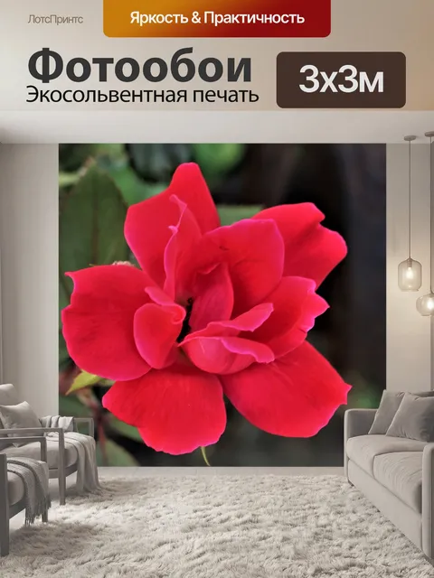Фотообои Красная роза крупным планом