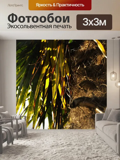 Фотообои Пальма