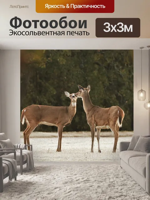 Фотообои Два белохвостых носа к носу