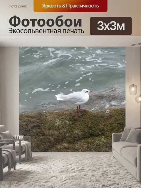 Фотообои Чайка вид профиля