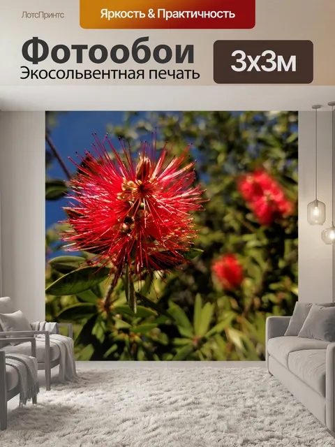 Фотообои Красный цветок Bottlebrush