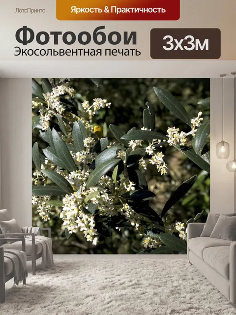 Фотообои Оливки