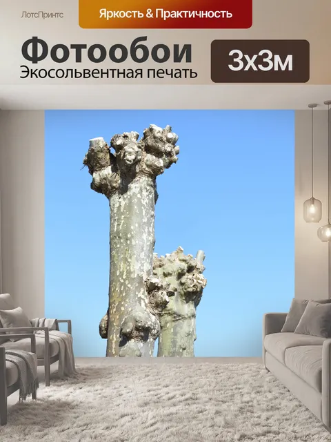 Фотообои деревья