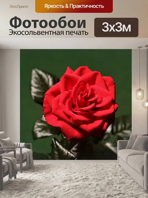 Фотообои Роза