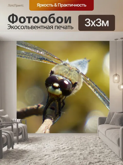 Фотообои Отдыхающая стрекоза