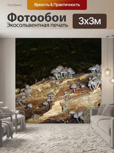 Фотообои Грибы