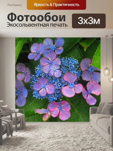 Фотообои Гортензия