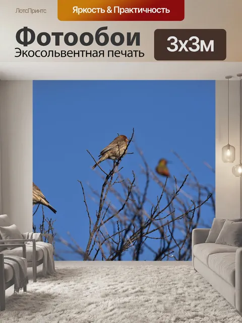 Фотообои Колибри
