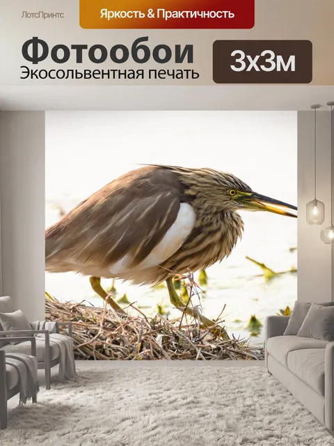 Фотообои Птица