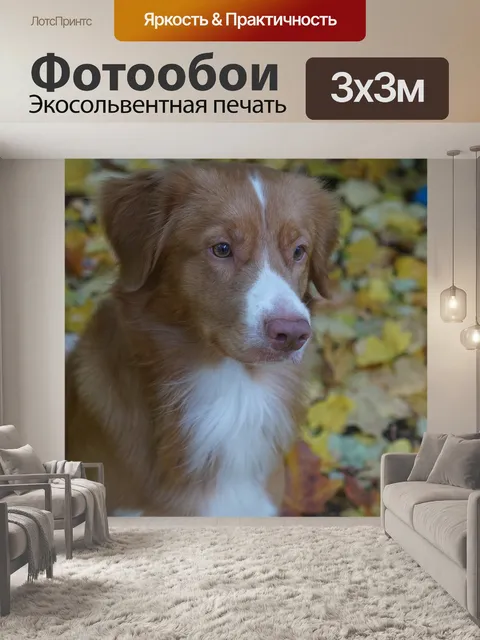 Фотообои Собака
