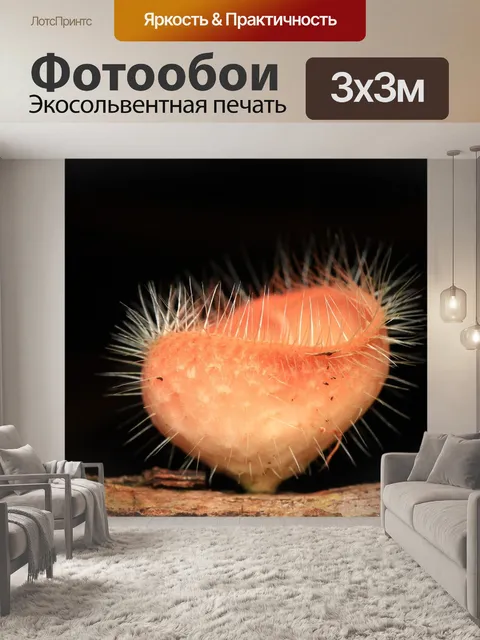 Фотообои Гриб
