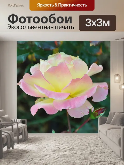 Фотообои Розы