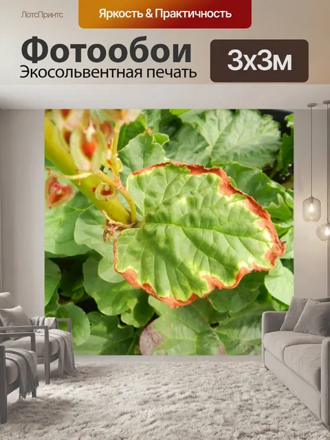 Фотообои Листья ревеня 1