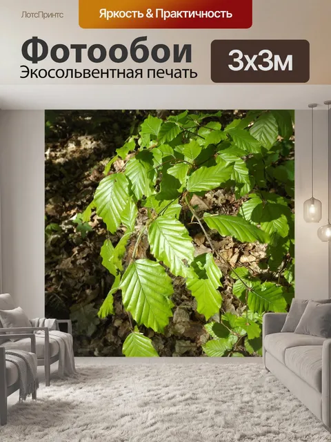 Фотообои Листья бука