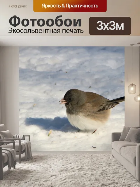 Фотообои Черноглазая Юнко в снегу