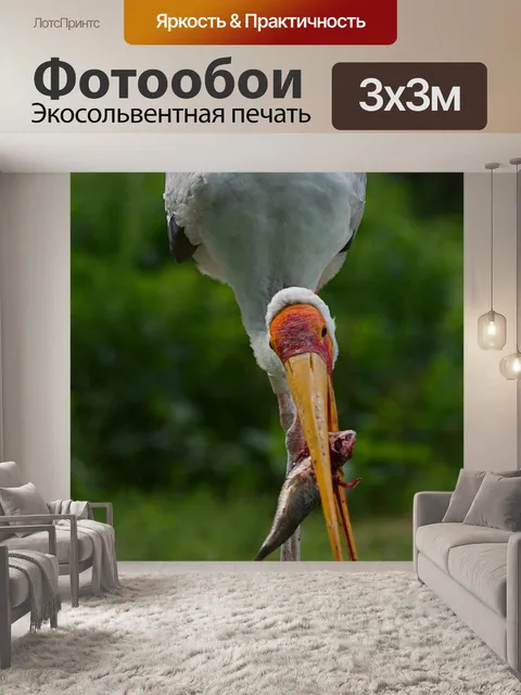 Фотообои Желтоклювый аист
