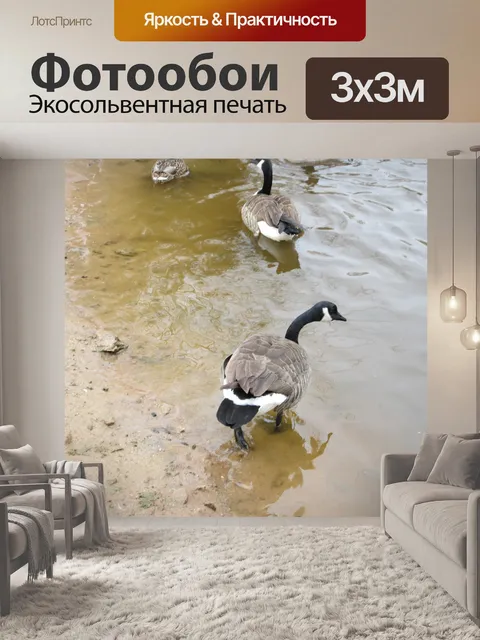 Фотообои Водоплавающих 2