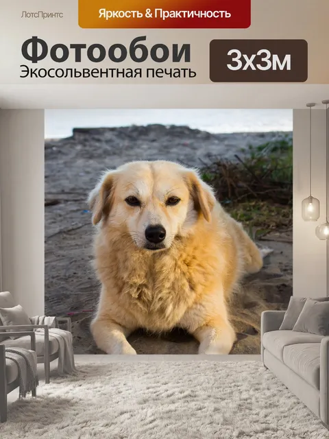 Фотообои Собака