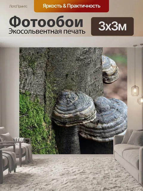 Фотообои Мох