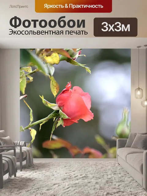 Фотообои Красная роза цветущая