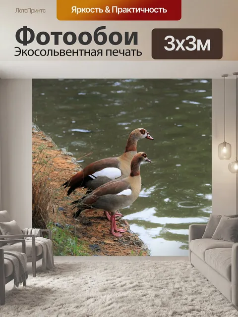Фотообои Египетский гуси водоплавающие