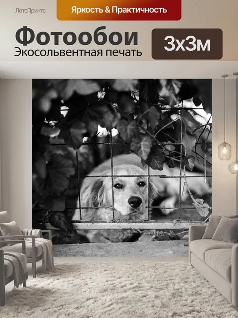 Фотообои Собака