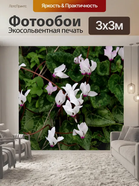Фотообои Розовые и белые цветки цикламена