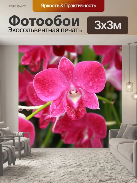 Фотообои Цветок орхидеи цветы