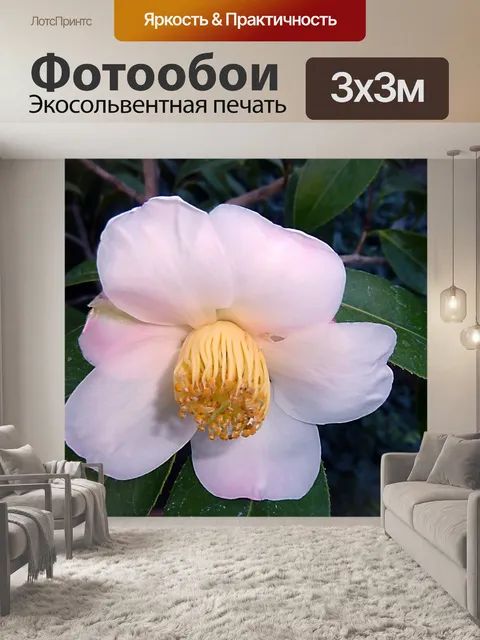 Фотообои Цветок