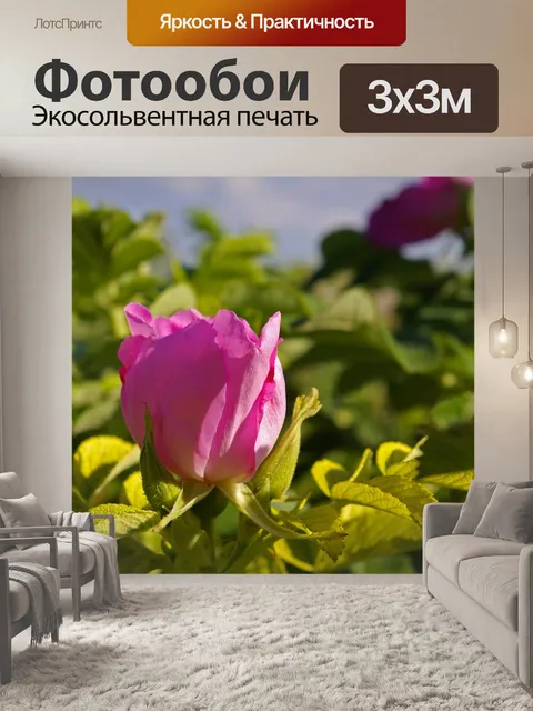 Фотообои Дикая роза