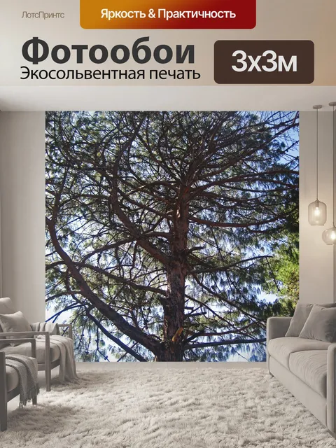 Фотообои сосна на фоне неба с облаками