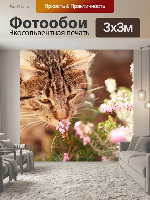Фотообои Кот