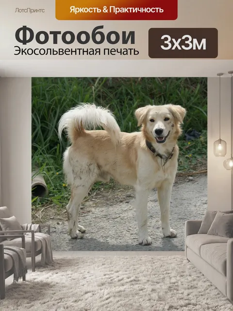 Фотообои Изображение собаки