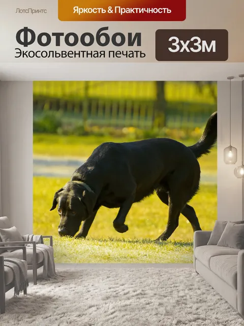 Фотообои Собака