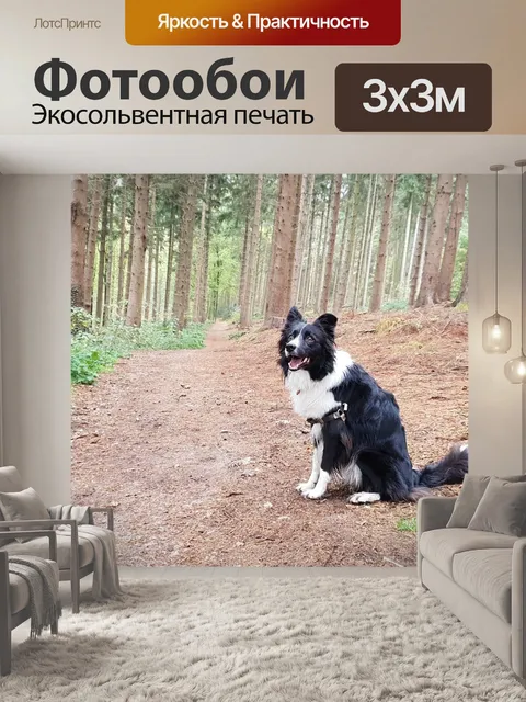 Фотообои Бордер-колли
