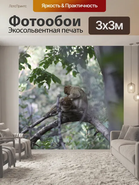Фотообои Обезьяна
