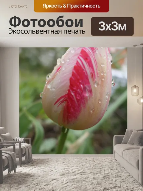 Фотообои Тюльпан