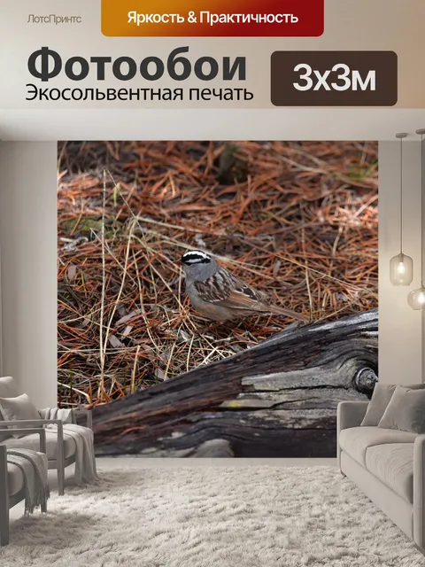 Фотообои Белый венценосный воробей