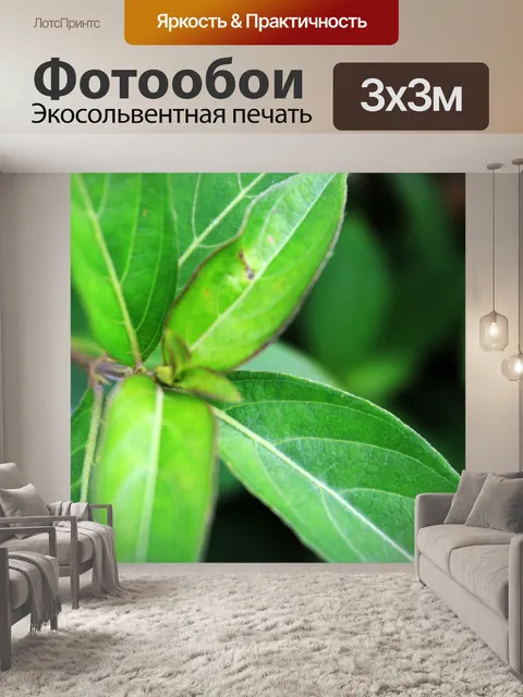 Фотообои листья