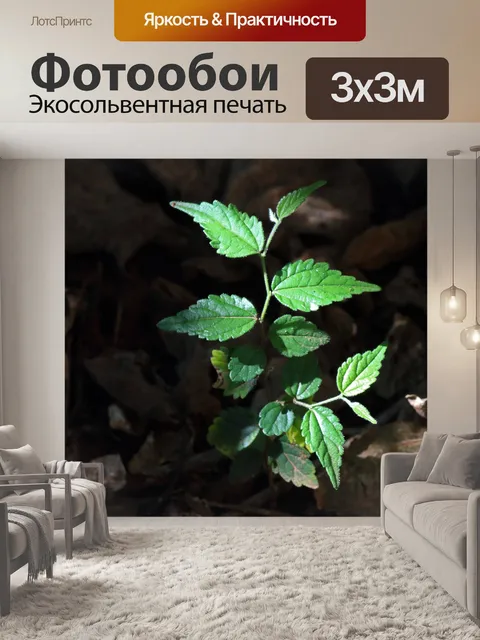 Фотообои Молодое случайное белое вонючее дерево
